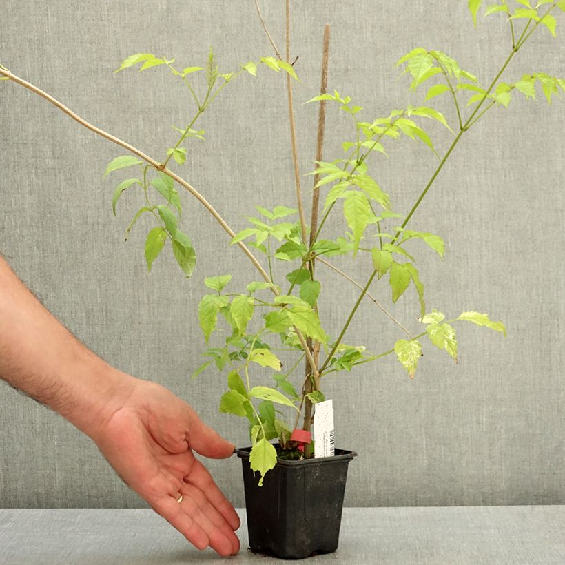 Spécimen de Podranea ricasoliana Comtesse Sarah - Bignone rose Pot de 12 cm / 13 cm tel que livré en été
