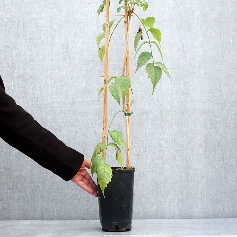 Spécimen de Podranea ricasoliana Comtesse Sarah - Bignone rose Pot de 2L/3L tel que livré en hiver