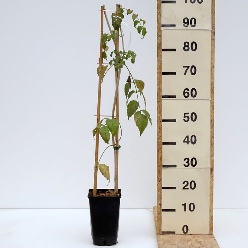 Podranea ricasoliana Comtesse Sarah - Bignonia rosa Maceta 2L/3L Ejemplar entregado en la primavera