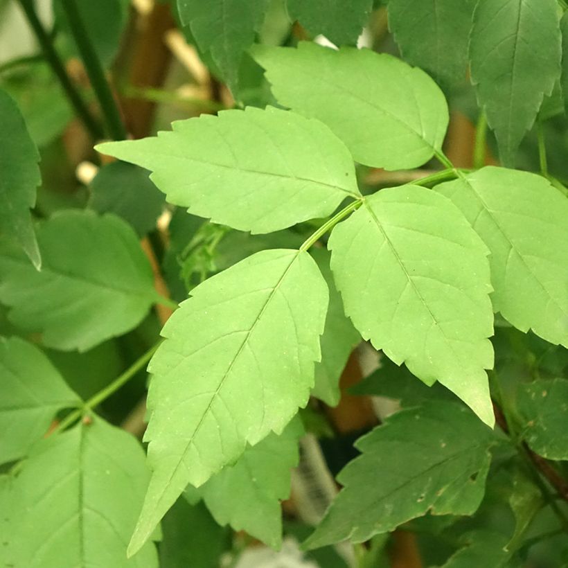 Podranea ricasoliana Comtesse Sarah - Bignone rose (Feuillage)