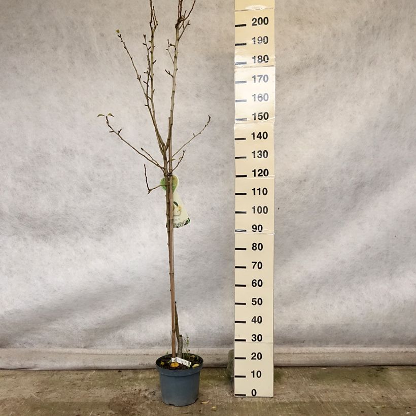Spécimen de Poirier Clapp’s Favorite - Fruhe Clapps Pot de 7,5L/10L, Demi-Tige tel que livré en automne