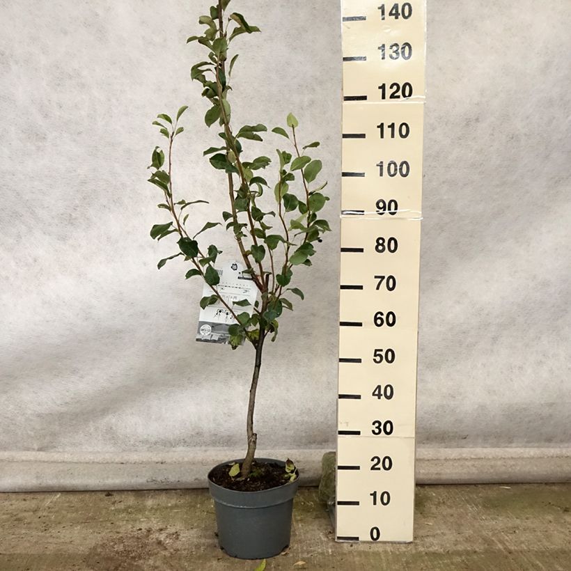 Spécimen de Poirier colonnaire Londres - Pyrus communis Pot de 7,5L/10L, Colonnaire tel que livré en automne