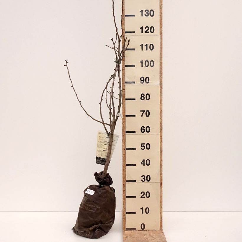 Spécimen de Poirier Comtesse de Paris - Georges Delbard Motte "Prêt-à-planter", Gobelet tel que livré en hiver