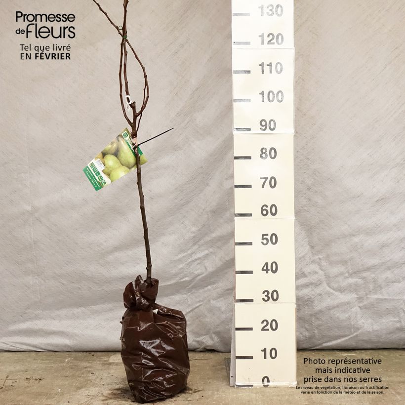 Spécimen de Poirier Delbard Gourmande - Georges Delbard Motte "Prêt-à-planter", Gobelet tel que livré en hiver