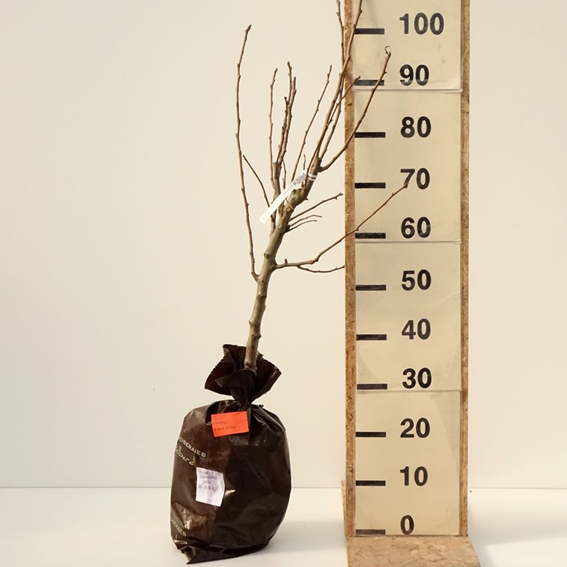 Spécimen de Poirier Delbardélice - Georges Delbard Motte "Prêt-à-planter", Gobelet tel que livré en hiver