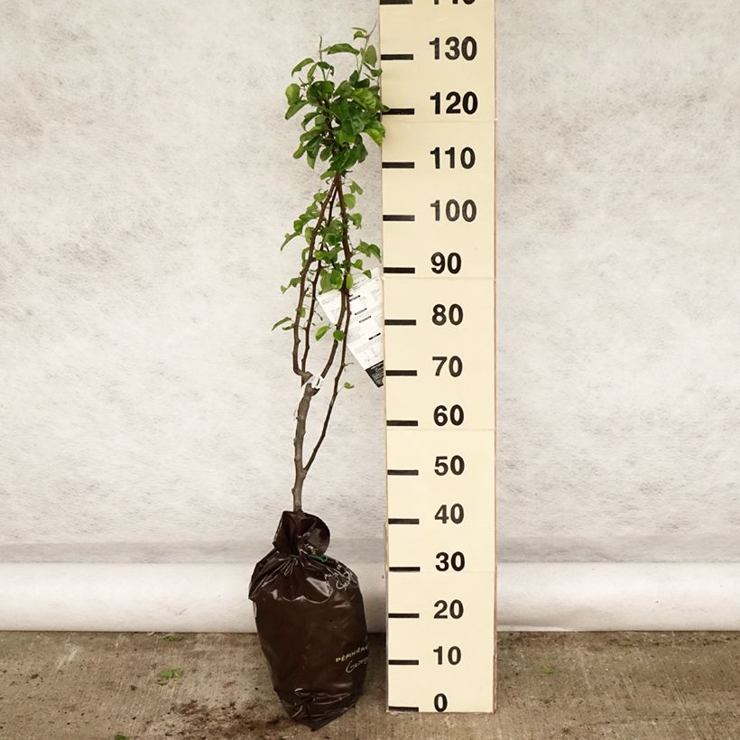 Spécimen de Poirier Delbardélice - Georges Delbard Motte "Prêt-à-planter", Gobelet tel que livré au printemps