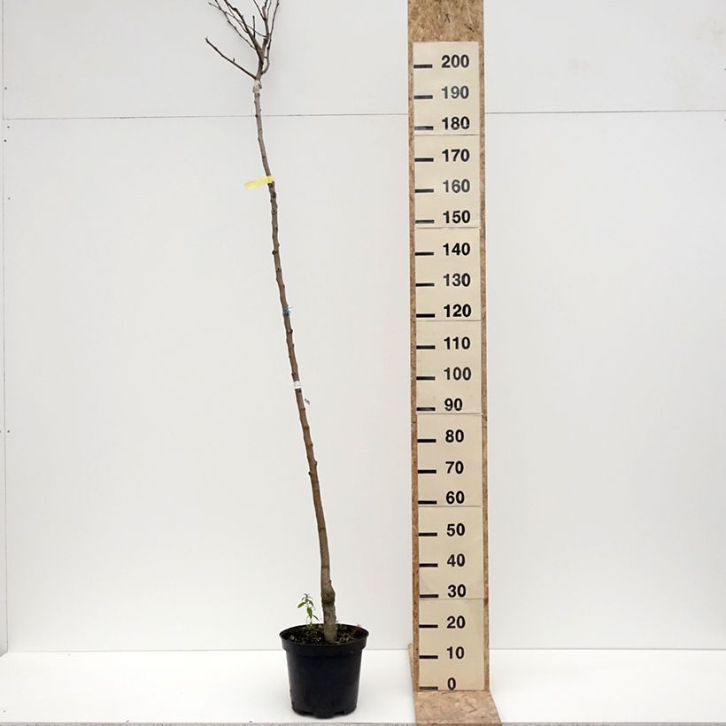 Spécimen de Poirier Durondeau Pot de 7,5L/10L, Haute-Tige tel que livré en hiver