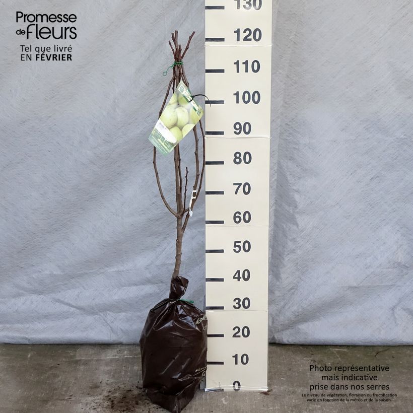 Spécimen de Poirier Fertilia Delbard Motte "Prêt-à-planter", Gobelet tel que livré en hiver