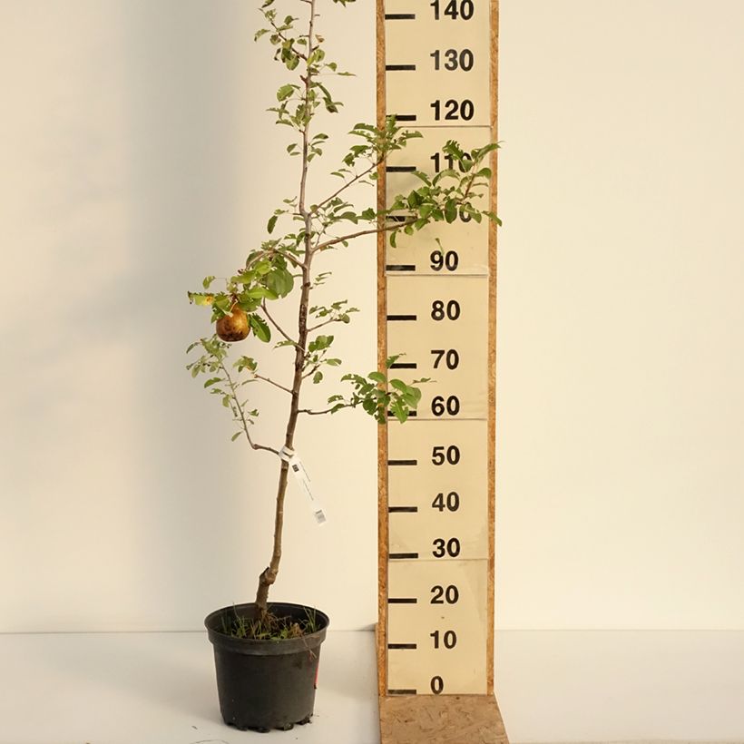 Spécimen de Poirier General Leclerc - Pyrus communis Pot de 7,5L/10L, Scion tel que livré en été