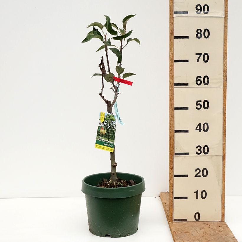 Spécimen de Poirier nain Garden Gem Pot de 6L/7L, Nain tel que livré en automne