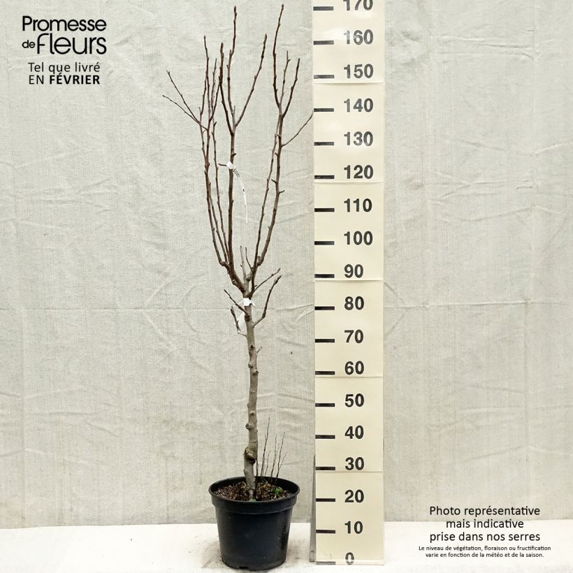 Spécimen de Poirier General Leclerc - Pyrus communis Pot de 7,5L/10L, Gobelet tel que livré en hiver