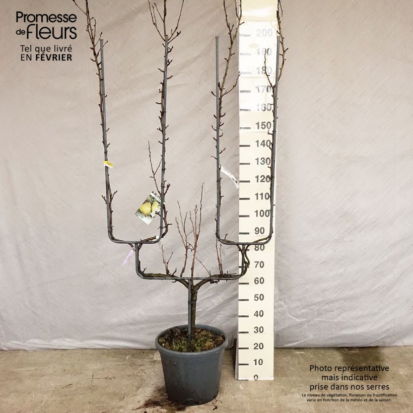 Spécimen de Poirier General Leclerc - Pyrus communis Pot de 30L/35L, Palmette double U tel que livré en hiver