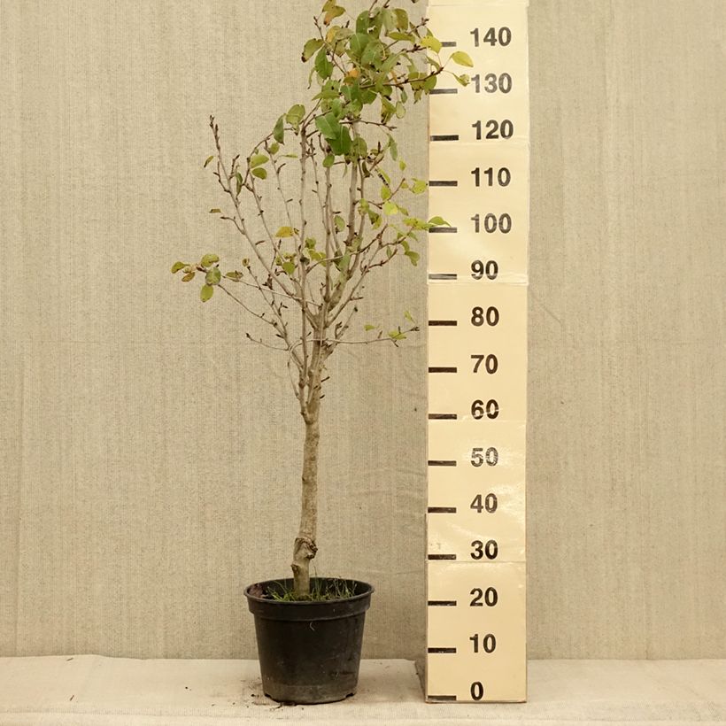 Spécimen de Poirier Jeanne d’Arc - Pyrus communis Pot de 7,5L/10L, Gobelet tel que livré en automne