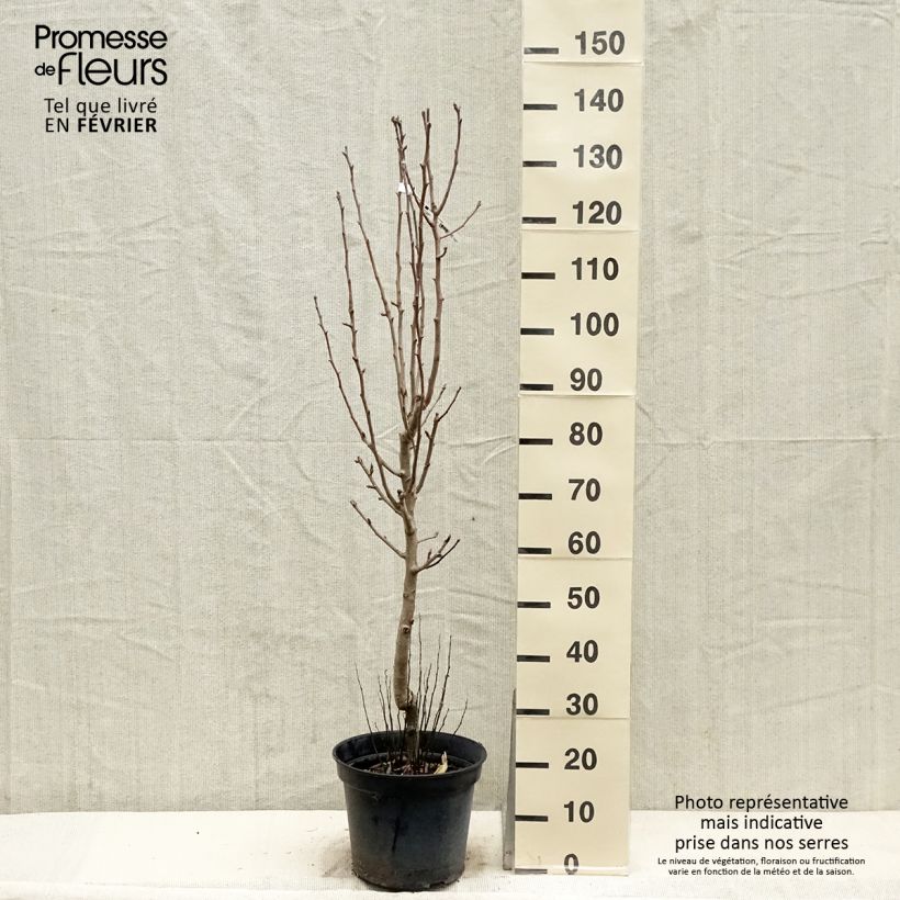 Spécimen de Poirier Jeanne d’Arc - Pyrus communis Pot de 7,5L/10L, Gobelet tel que livré en hiver