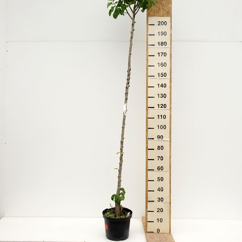 Spécimen de Poirier Triomphe de Vienne Pot de 7,5L/10L, Haute-Tige tel que livré au printemps