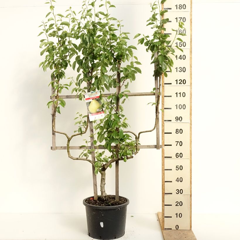 Spécimen de Poirier William's - Palmette double U tel que livré au printemps