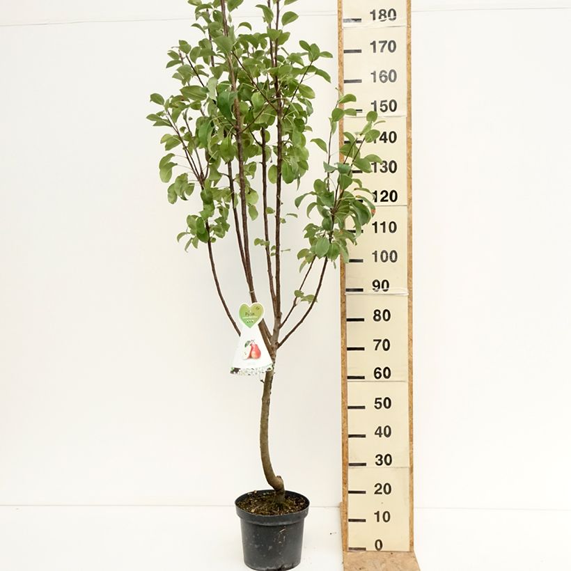 Spécimen de Poirier William's Rouge Pot de 7,5L/10L, Gobelet tel que livré en été