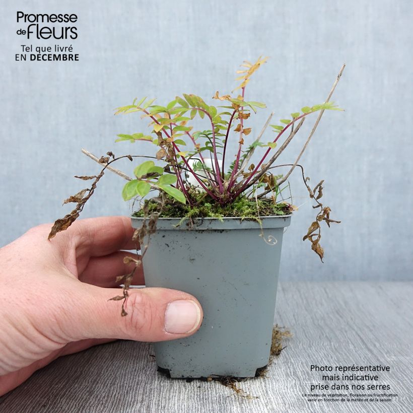 Spécimen de Polemonium caeruleum Lambrook Mauve Godet de 8/9 cm tel que livré en automne