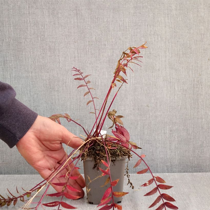 Spécimen de Polemonium hybride Heaven Scent - Valériane grecque Godet de 8/9 cm tel que livré en automne