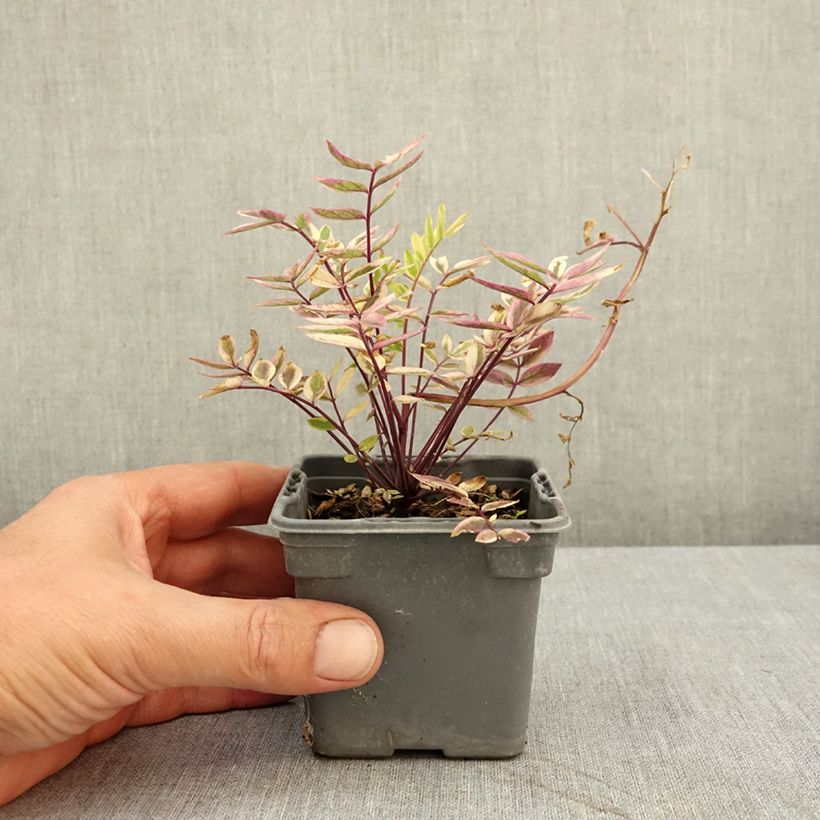 Spécimen de Polemonium pulcherrimum Golden Feathers - Polémoine Godet de 8/9 cm tel que livré en été