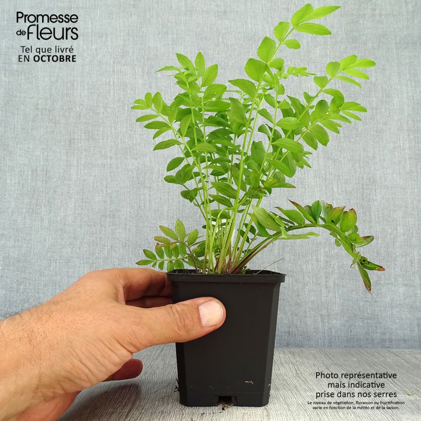Spécimen de Polemonium reptans Blue Pearl - Valériane grecque rampante Godet de 8/9 cm tel que livré en automne
