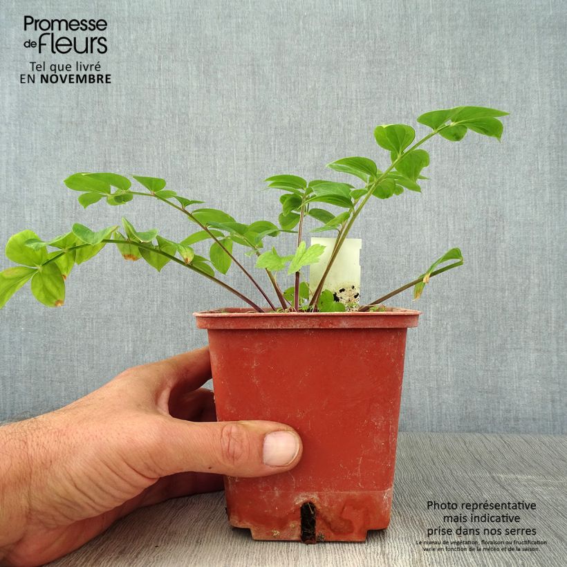 Spécimen de Polemonium Stairway to Heaven Pot de 1L/1,5L tel que livré en automne