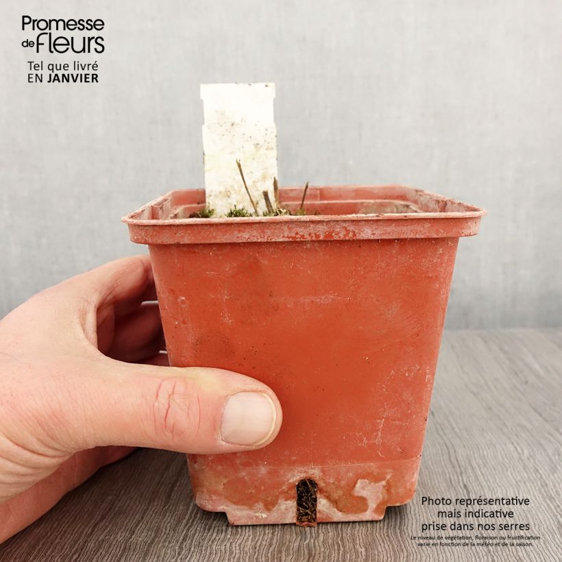 Spécimen de Polemonium Stairway to Heaven Pot de 1L/1,5L tel que livré en hiver