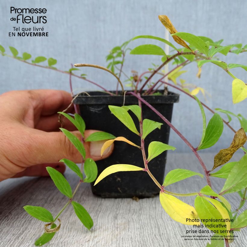 Spécimen de Polemonium reptans - Valériane grecque rampante Godet de 8/9 cm tel que livré en automne