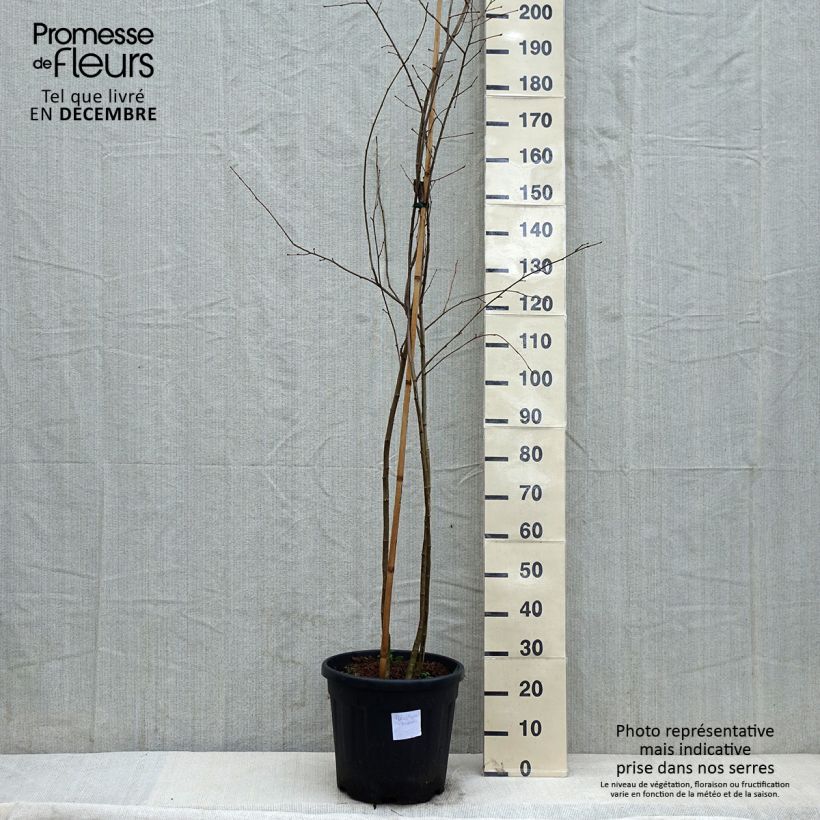 Spécimen de Poliothyrsis sinensis - Arbre aux fleurs de perles Pot de 20L/25L tel que livré en hiver