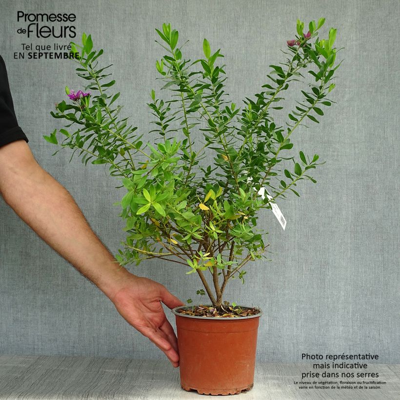 Spécimen de Polygala myrtifolia - Polygale à feuilles de myrte Pot de 2L/3L tel que livré en automne