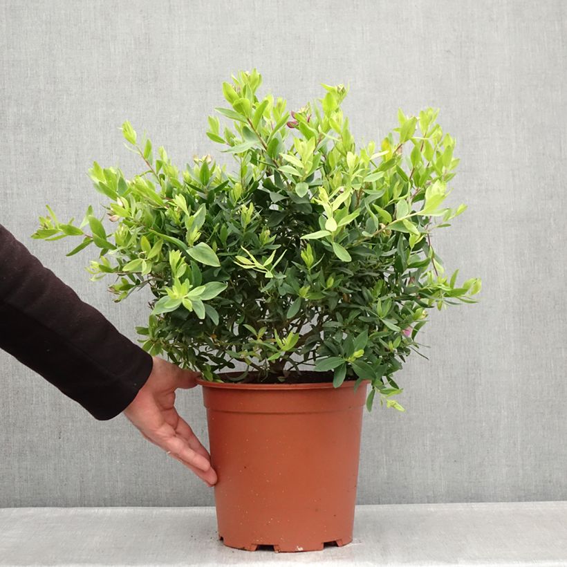 Spécimen de Polygala myrtifolia - Polygale à feuilles de myrte Pot de 7,5L/10L tel que livré en hiver