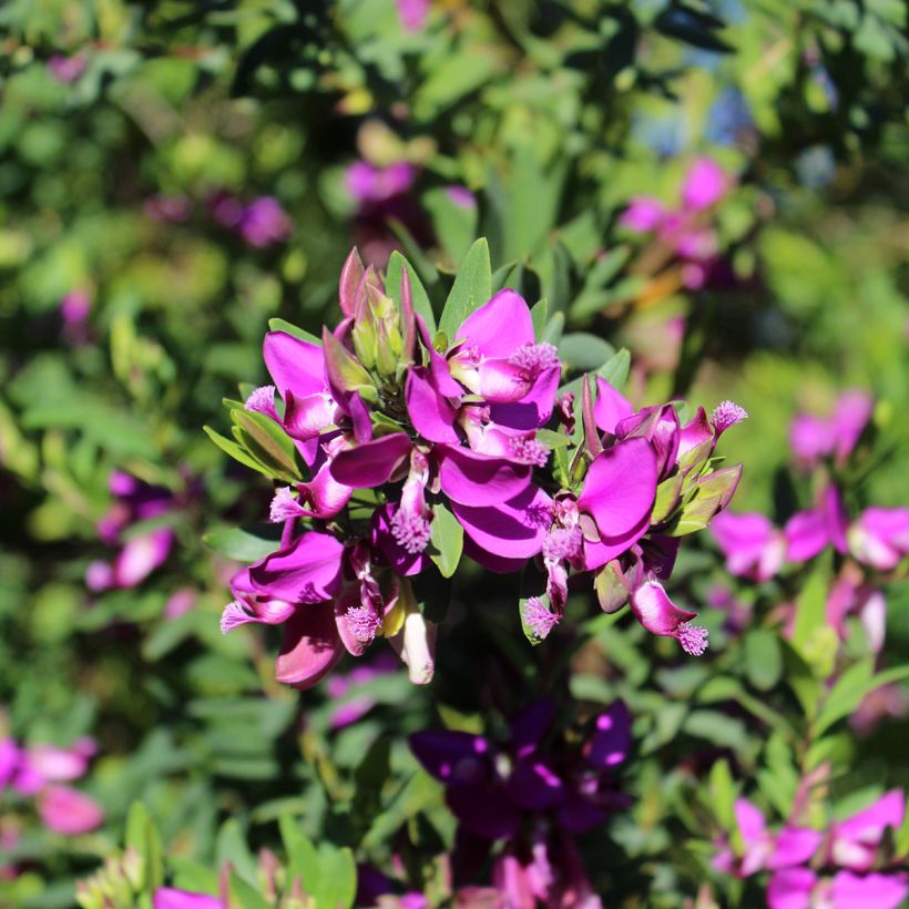 Polygala myrtifolia - Polygale à feuilles de myrte (Floraison)