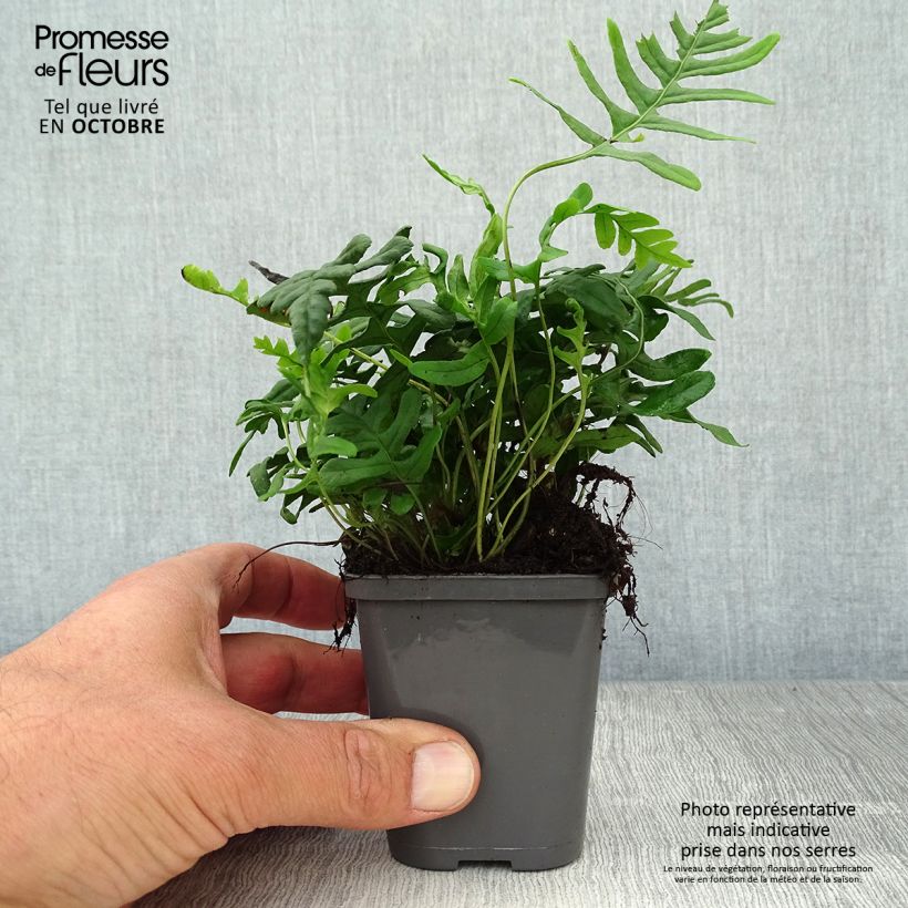 Spécimen de Polypodium vulgare - Fougère persistante Godet de 8/9 cm tel que livré en automne