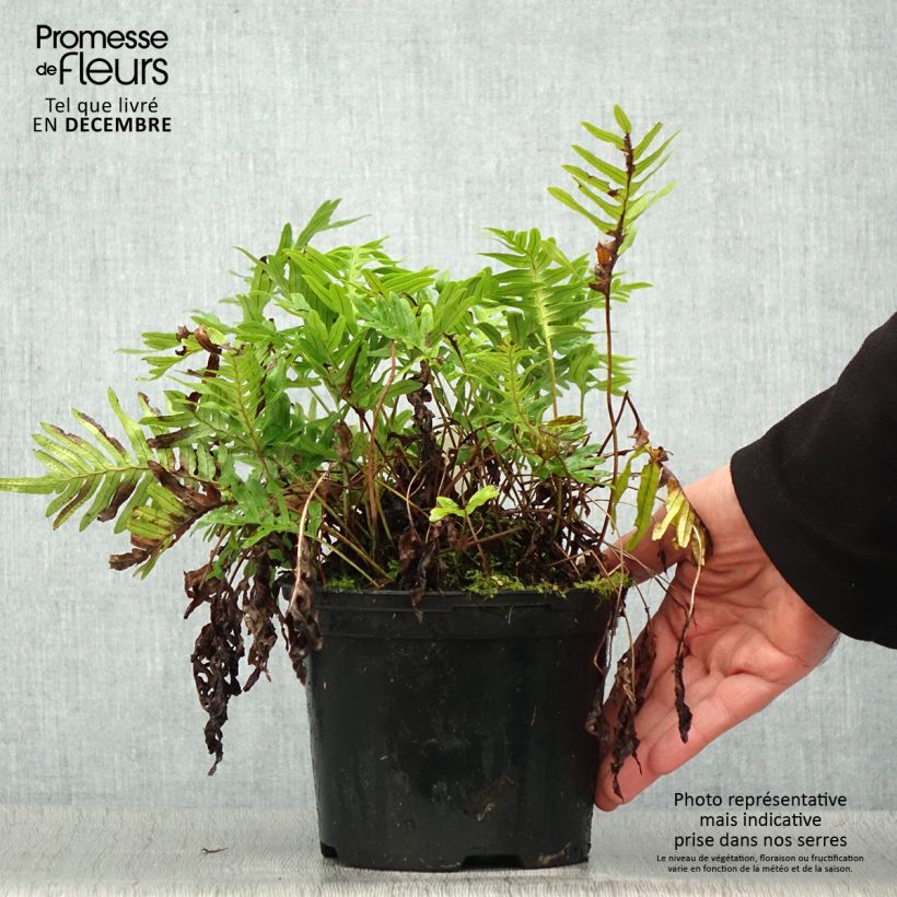 Spécimen de Polypodium Whitley Giant - Fougère, Polypode Pot de 2L/3L tel que livré en hiver