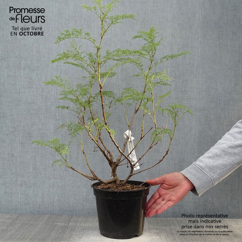 Spécimen de Polyscias sambucifolia - Sureau panax Pot de 4L/5L tel que livré en automne