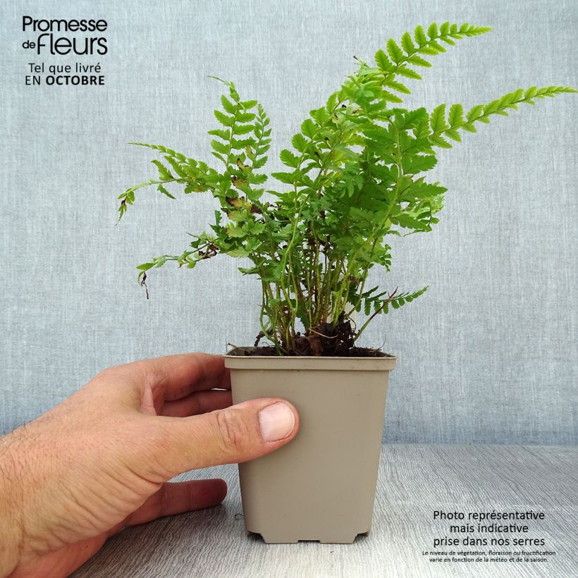Spécimen de Polystichum aculeatum - Fougère Godet de 8/9 cm tel que livré en automne