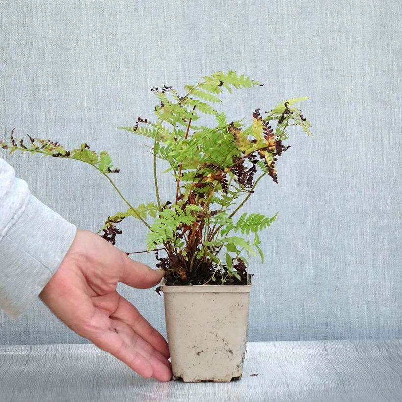 Spécimen de Polystichum braunii - Fougère Godet de 8/9 cm tel que livré en automne