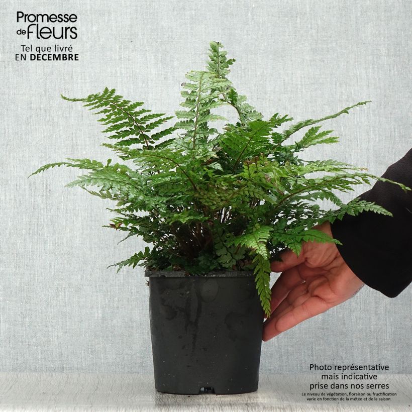 Spécimen de Polystichum makinoi - Fougère persistante Pot de 2L/3L tel que livré en hiver