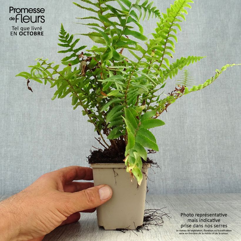 Spécimen de Polystichum munitum - Fougère Godet de 8/9 cm tel que livré en automne