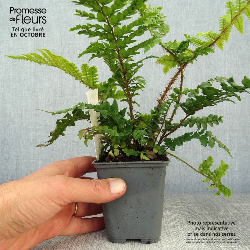 Spécimen de Polystichum polyblepharum - Fougère persistante Godet de 8/9 cm tel que livré en automne
