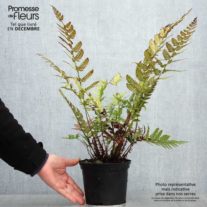 Spécimen de Polystichum rigens - Fougère Pot de 2L/3L tel que livré en hiver