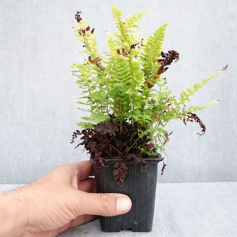 Spécimen de Polystichum setiferum - Aspidie à cils raides Densum Godet de 8/9 cm tel que livré en automne