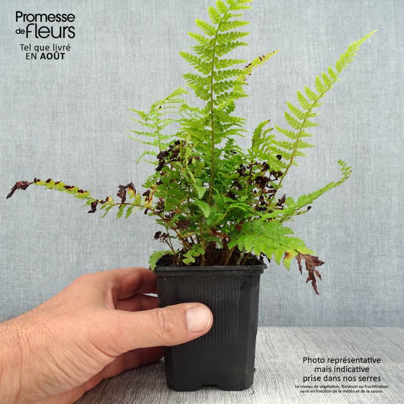 Spécimen de Polystichum setiferum - Aspidie à cils raides Densum Godet de 8/9 cm tel que livré en été
