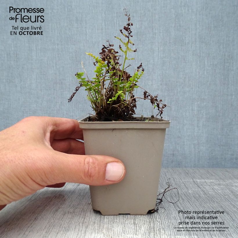 Spécimen de Polystichum setiferum - Aspidie à cils raides Herrenhausen Godet de 8/9 cm tel que livré en automne
