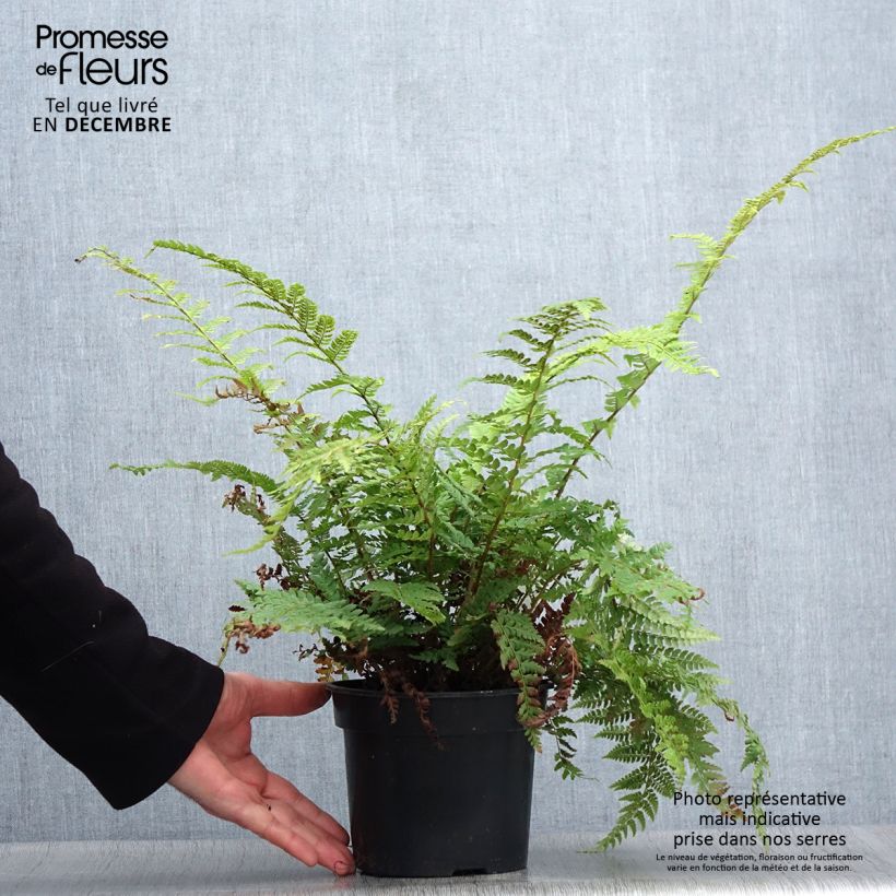 Spécimen de Polystichum setiferum - Aspidie à cils raides Herrenhausen Pot de 2L/3L tel que livré en hiver