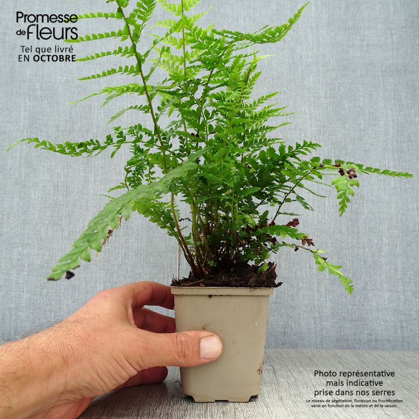 Spécimen de Polystichum setiferum Dahlem - Fougère Godet de 8/9 cm tel que livré en automne