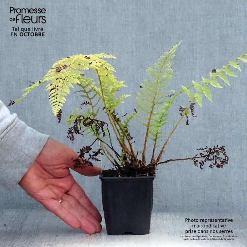 Spécimen de Polystichum setiferum - Fougère Godet de 8/9 cm tel que livré en automne