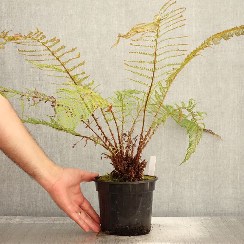Spécimen de Polystichum setiferum Plumosum Bevis - Aspidie à cils raides Pot de 2L/3L tel que livré en automne