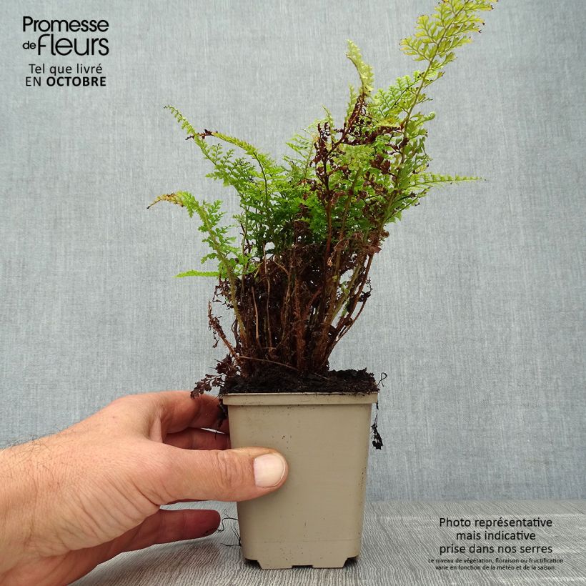 Spécimen de Polystichum setiferum Plumosum Densum - Fougère Godet de 8/9 cm tel que livré en automne