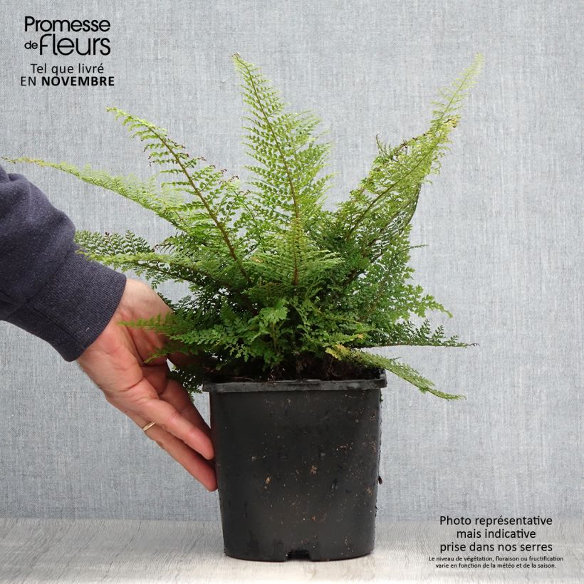 Spécimen de Polystichum setiferum Plumosum Densum - Fougère Pot de 2L/3L tel que livré en automne